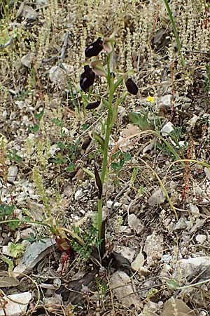Ophrys ferrum-equinum var. gottfriediana \ Gottfried Kellers Ragwurz, Kefalonia,  Komitata 16.4.2024 