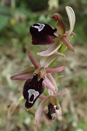 Ophrys ferrum-equinum var. gottfriediana \ Gottfried Kellers Ragwurz, Kefalonia,  Komitata 16.4.2024 