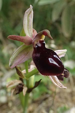 Ophrys ferrum-equinum var. gottfriediana \ Gottfried Kellers Ragwurz, Kefalonia,  Komitata 16.4.2024 