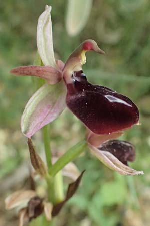 Ophrys ferrum-equinum var. gottfriediana \ Gottfried Kellers Ragwurz, Kefalonia,  Komitata 16.4.2024 