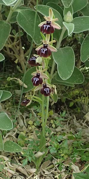 Ophrys ferrum-equinum var. gottfriediana \ Gottfried Kellers Ragwurz, Kefalonia,  Komitata 16.4.2024 