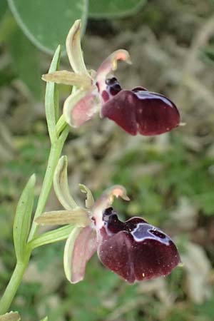 Ophrys ferrum-equinum var. gottfriediana \ Gottfried Kellers Ragwurz, Kefalonia,  Komitata 16.4.2024 