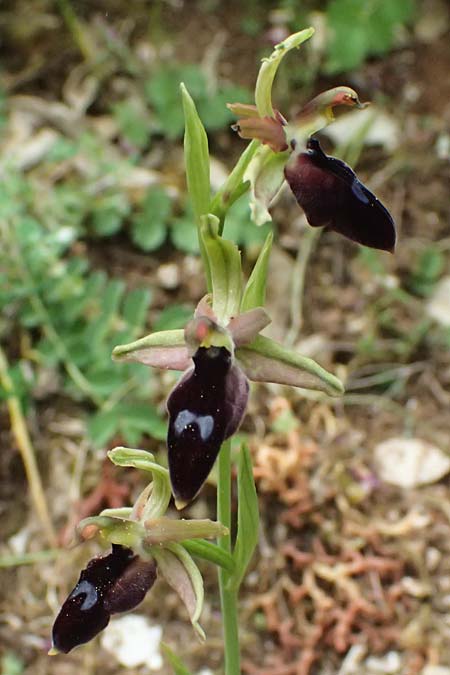 Ophrys ferrum-equinum var. gottfriediana \ Gottfried Kellers Ragwurz, Kefalonia,  Komitata 16.4.2024 