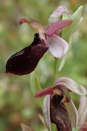 Ophrys ferrum-equinum var. gottfriediana \ Gottfried Kellers Ragwurz, Kefalonia,  Fiskardo 16.4.2024 