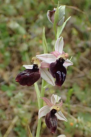 Ophrys ferrum-equinum var. gottfriediana \ Gottfried Kellers Ragwurz, Kefalonia,  Fiskardo 16.4.2024 