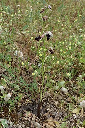 Ophrys ferrum-equinum var. gottfriediana \ Gottfried Kellers Ragwurz, Kefalonia,  Fiskardo 16.4.2024 