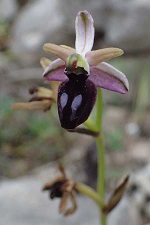 Ophrys ferrum-equinum var. gottfriediana \ Gottfried Kellers Ragwurz, Kefalonia,  Poros 17.4.2024 