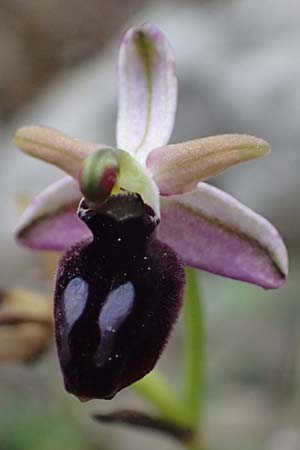 Ophrys ferrum-equinum var. gottfriediana \ Gottfried Kellers Ragwurz, Kefalonia,  Poros 17.4.2024 
