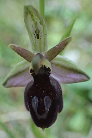 Ophrys ferrum-equinum var. gottfriediana \ Gottfried Kellers Ragwurz, Kefalonia,  Poros 17.4.2024 