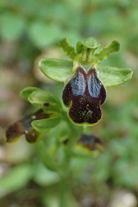 Ophrys leucadica \ Lefkada-Ragwurz, Kefalonia,  Germenata 16.4.2024 