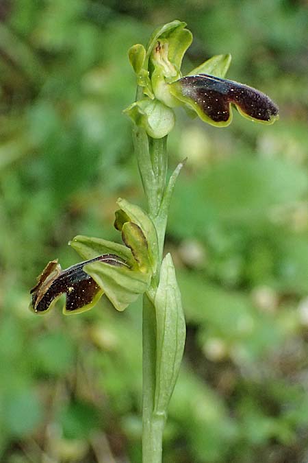 Ophrys leucadica \ Lefkada-Ragwurz, Kefalonia,  Germenata 16.4.2024 