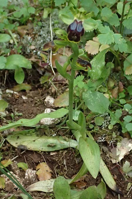 Ophrys leucadica \ Lefkada-Ragwurz, Kefalonia,  Germenata 16.4.2024 