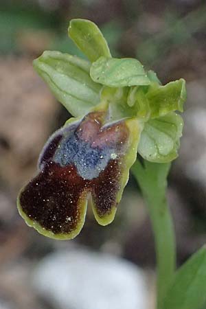 Ophrys leucadica \ Lefkada-Ragwurz, Kefalonia,  Germenata 16.4.2024 