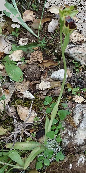 Ophrys leucadica \ Lefkada-Ragwurz, Kefalonia,  Germenata 16.4.2024 