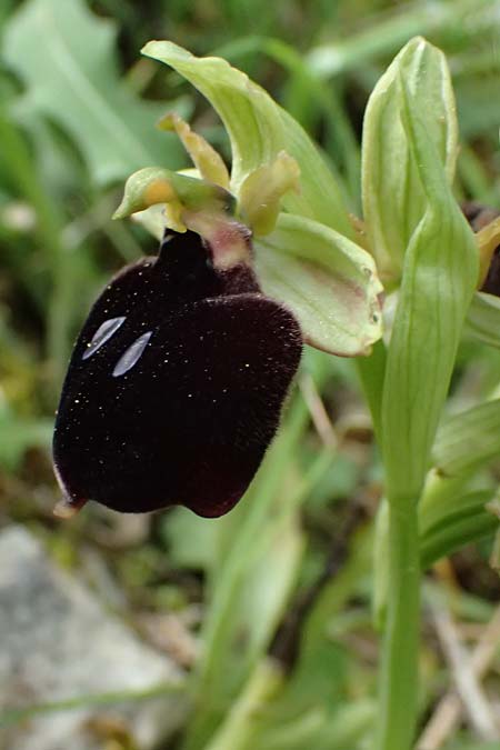 Ophrys mavromata \ Schwarzäugige Ragwurz / Black-Eyes Orchid, Kefalonia/Cephalonia,  Komitata 16.4.2024 