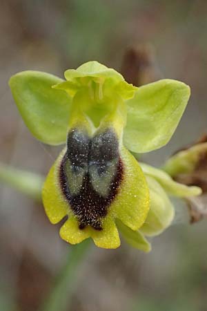 Ophrys penelopeae / Penelope Bee Orchid, Cephalonia,  Chavriata 15.4.2024 