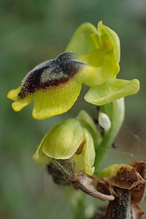 Ophrys penelopeae / Penelope Bee Orchid, Cephalonia,  Chavriata 15.4.2024 