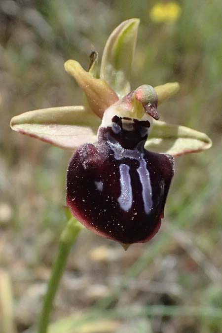 Ophrys mavrochila / Black-Lipped Spider Orchid (Locus classicus), Cephalonia,  Kap Mounda 17.4.2024 