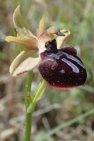 Ophrys mavrochila / Black-Lipped Spider Orchid (Locus classicus), Cephalonia,  Kap Mounda 17.4.2024 