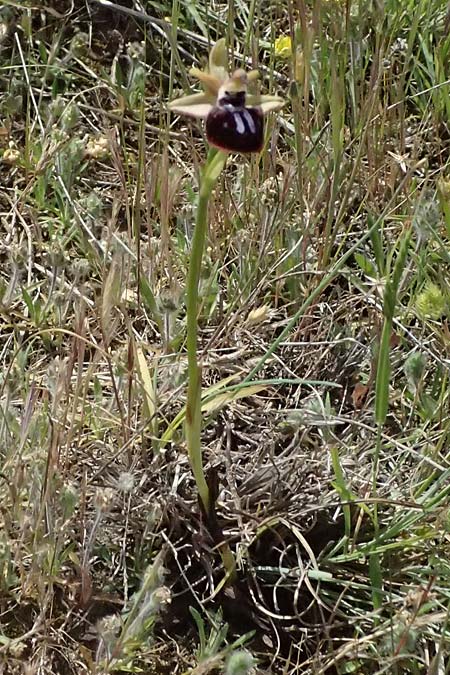 Ophrys mavrochila / Black-Lipped Spider Orchid (Locus classicus), Cephalonia,  Kap Mounda 17.4.2024 