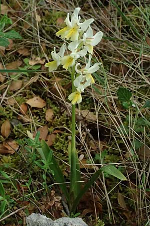 Orchis pauciflora \ Armblütiges Knabenkraut, Kefalonia,  Road 50 n Fragkata 18.4.2024 