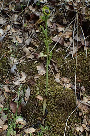 Ophrys penelopeae / Penelope Bee Orchid, Cephalonia,  Paralia Trapezaki 21.4.2024 