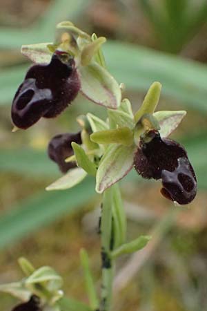 Ophrys ferrum-equinum var. gottfriediana \ Gottfried Kellers Ragwurz, Kefalonia,  Paralia Trapezaki 21.4.2024 