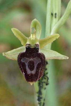 Ophrys ferrum-equinum var. gottfriediana \ Gottfried Kellers Ragwurz, Kefalonia,  Paralia Trapezaki 21.4.2024 