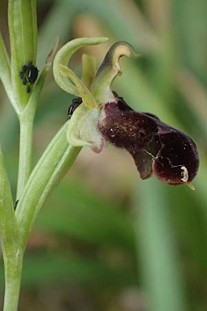 Ophrys ferrum-equinum var. gottfriediana \ Gottfried Kellers Ragwurz, Kefalonia,  Paralia Trapezaki 21.4.2024 