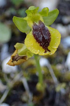 Ophrys penelopeae / Penelope Bee Orchid, Cephalonia,  Ainos 24.4.2024 