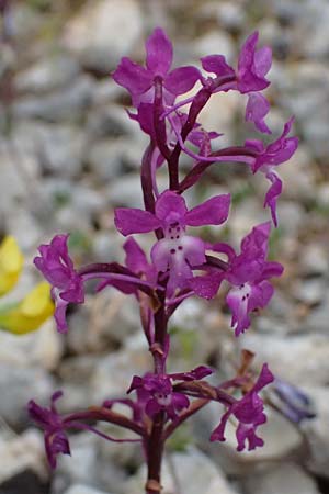 Orchis quadripunctata / Four-spotted Orchid, Cephalonia,  Road 50 n Fragkata 18.4.2024 