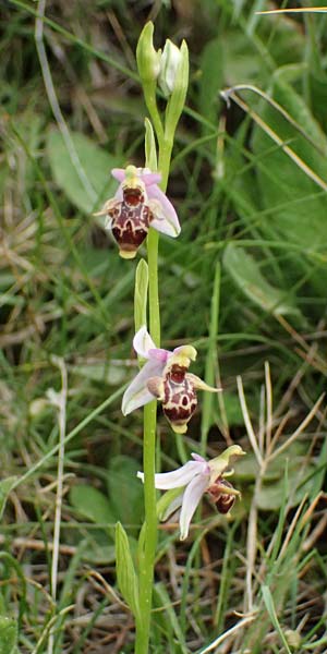 Ophrys stavri \ Stavros-Ragwurz / Stavros' Bee Orchid, Kefalonia/Cephalonia,  Pastra 23.4.2024 