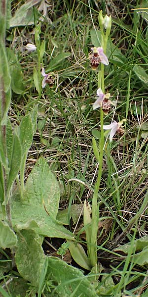 Ophrys stavri \ Stavros-Ragwurz / Stavros' Bee Orchid, Kefalonia/Cephalonia,  Pastra 23.4.2024 
