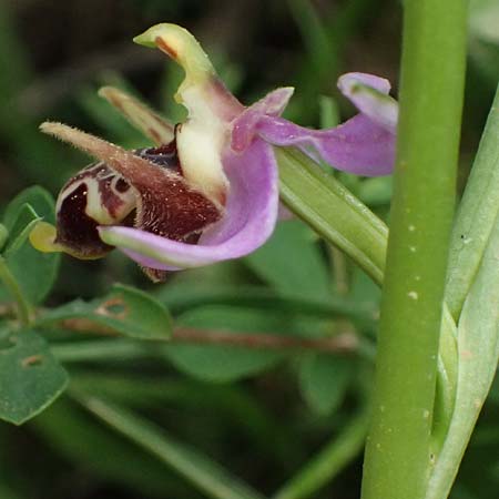 Ophrys stavri \ Stavros-Ragwurz / Stavros' Bee Orchid, Kefalonia/Cephalonia,  Pastra 23.4.2024 
