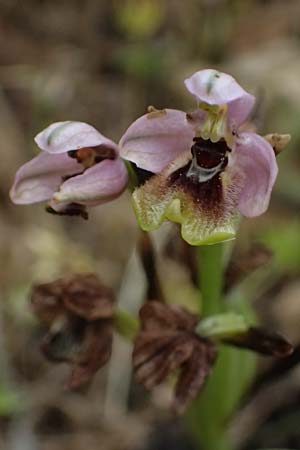 Ophrys ulyssea \ Odysseus-Ragwurz / Ulysses Bee Orchid, Kefalonia/Cephalonia,  Fiskardo 16.4.2024 