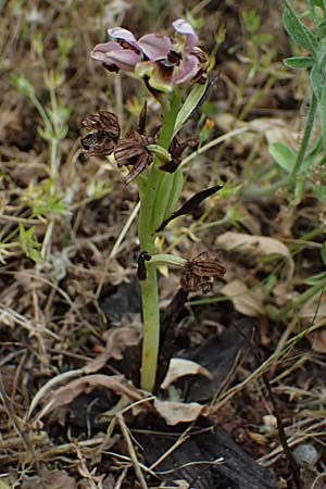 Ophrys ulyssea \ Odysseus-Ragwurz / Ulysses Bee Orchid, Kefalonia/Cephalonia,  Fiskardo 16.4.2024 