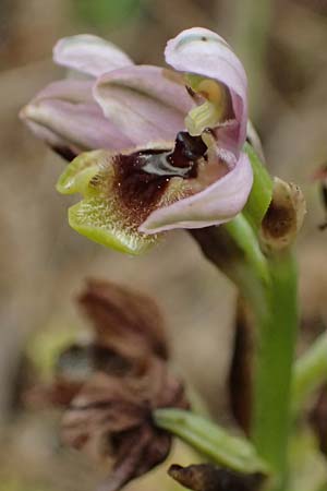 Ophrys ulyssea \ Odysseus-Ragwurz / Ulysses Bee Orchid, Kefalonia/Cephalonia,  Fiskardo 16.4.2024 