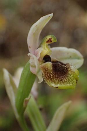 Ophrys ulyssea \ Odysseus-Ragwurz / Ulysses Bee Orchid, Kefalonia/Cephalonia,  Fiskardo 16.4.2024 