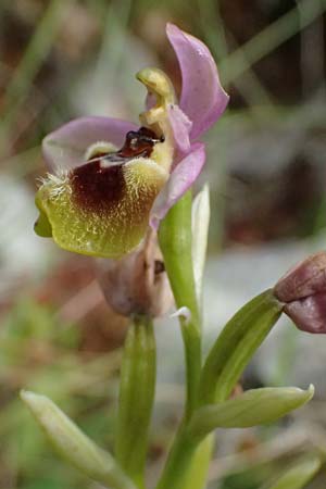 Ophrys ulyssea \ Odysseus-Ragwurz / Ulysses Bee Orchid, Kefalonia/Cephalonia,  Sami 22.4.2024 