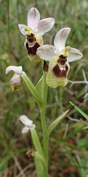 Ophrys ulyssea \ Odysseus-Ragwurz / Ulysses Bee Orchid, Kefalonia/Cephalonia,  Sami 22.4.2024 