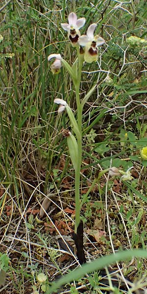 Ophrys ulyssea \ Odysseus-Ragwurz / Ulysses Bee Orchid, Kefalonia/Cephalonia,  Sami 22.4.2024 