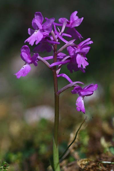 Orchis pauciflora x quadripunctata, Kefalonia/Cephalonia,   30.3.2010 (Photo: Helmut Presser)