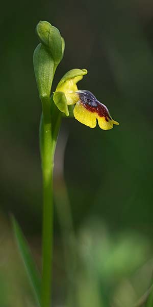 Ophrys penelopeae / Penelope Bee Orchid, Cephalonia  - Southeast 18.4.2017 (Photo: Helmut Presser)