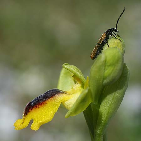 Ophrys penelopeae / Penelope Bee Orchid, Cephalonia  - South 18.4.2017 (Photo: Helmut Presser)
