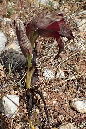 Serapias ionica \ Ionischer Zungenständel / Ionian Serapias, Kefalonia/Cephalonia,  Chavdata 15.4.2024 