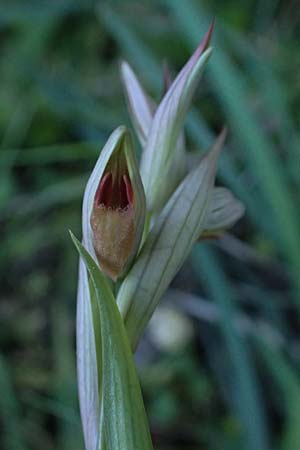 Serapias parviflora \ Kleinblütiger Zungenständel, Kefalonia,  Karavomylos 20.4.2024 