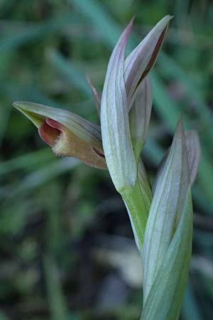 Serapias parviflora \ Kleinblütiger Zungenständel, Kefalonia,  Karavomylos 20.4.2024 