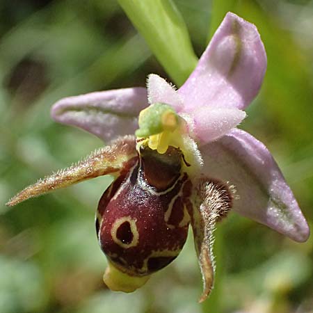 Ophrys stavri \ Stavros-Ragwurz / Stavros' Bee Orchid, Kefalonia/Cephalonia,  Sami 20.4.2024 