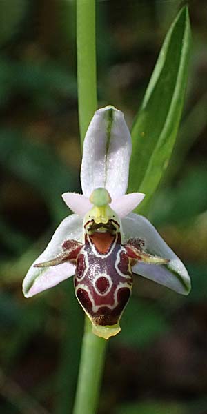 Ophrys stavri \ Stavros-Ragwurz / Stavros' Bee Orchid, Kefalonia/Cephalonia,  Sami 20.4.2024 