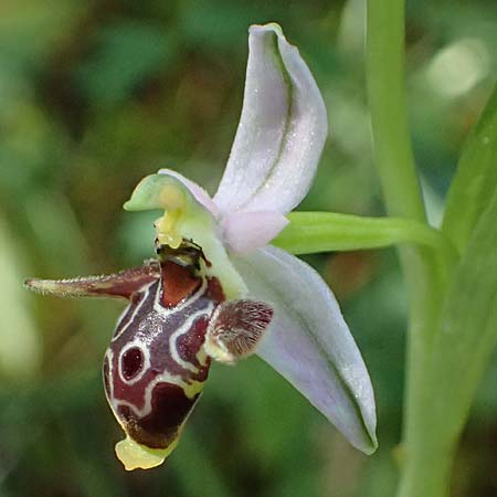 Ophrys stavri \ Stavros-Ragwurz / Stavros' Bee Orchid, Kefalonia/Cephalonia,  Sami 20.4.2024 